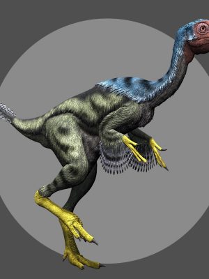 CaudipteryxDR尾羽龙-Caudipteryxdr尾羽龙
