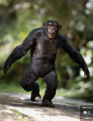 Anthropomorphs – Chimpanzee for Genesis 8 Male-拟人 – 创世纪8男性的黑猩猩