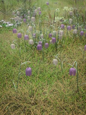 Meadow Flowers – Low Res Snakeshead Fritillary