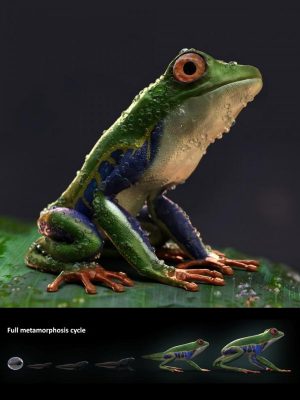 Amazon Tree Frogs and Tadpole-亚马逊树蛙和蝌蚪