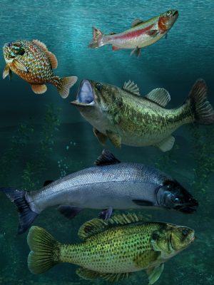 Freshwater Game Fish-淡水游戏鱼