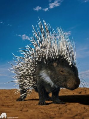 Rodents by AM: Crested Porcupine-啮齿动物由AM：Crested Porcupine