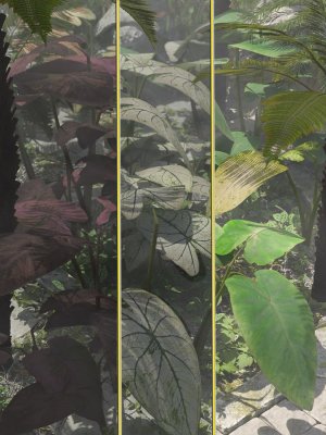 Tropical Foliage Plants- Colcassia-热带观叶植物——秋水仙属