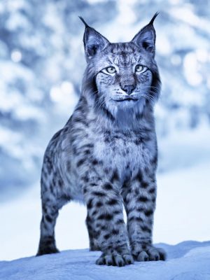 Felidae by AM – Lynx-艾米达特am  –  lynx