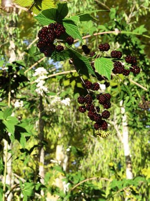 Bramble, Blackberry and Briar Plants for Daz Studio and Iray-和的树莓、黑莓和石南科植物