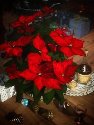 Christmas Poinsettia Plants-圣诞一品红