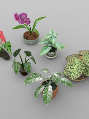 Plants Set 1 for DAZ Studio-研究的植物组1