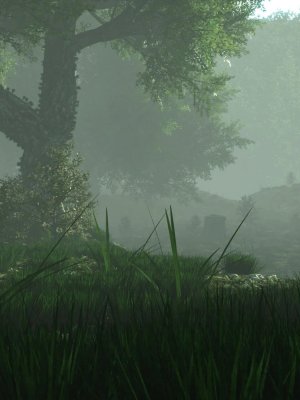 Mysterious Forest-神秘的森林