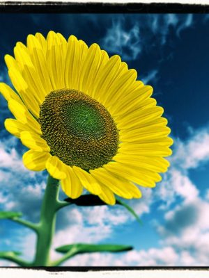 The Magnificent Sunflower华丽的向日葵-华丽的向日葵华丽的向日♥