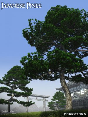 Japanese Pines日本松树-日本松树日本松树