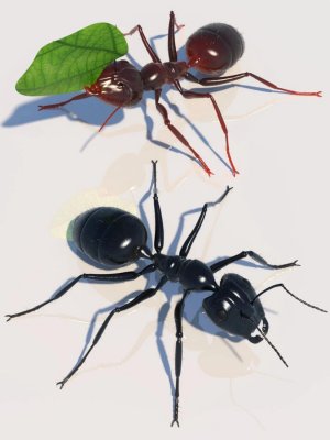 Garden Ant-花园蚂蚁