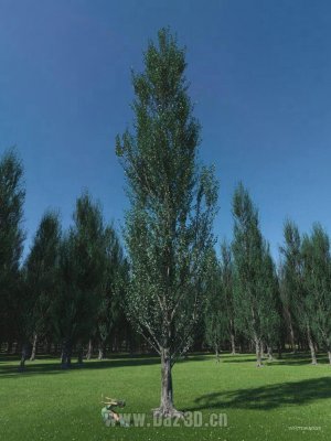 PTU Poplar Trees Ultimate-杨树终极