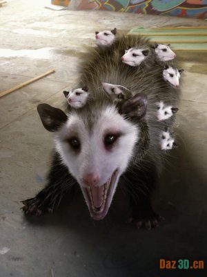 Opossum by AM-上午的负鼠