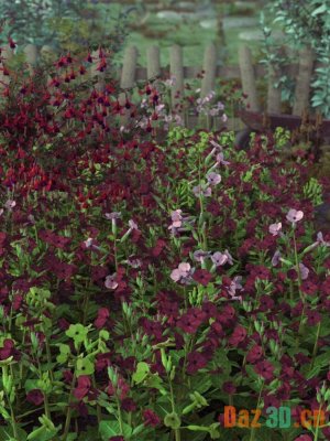 Garden Flowers – Low Res Nicotiana Plants-园林花卉低分辨率烟草植物