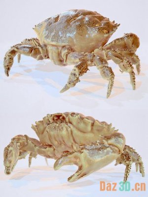 Crab-螃蟹