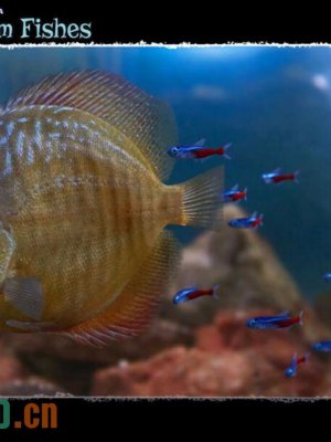 3D Underwater Fauna Aquarium Fishes-3水下动物水族馆鱼类