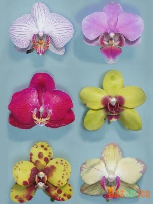 6 Orchids-6兰花