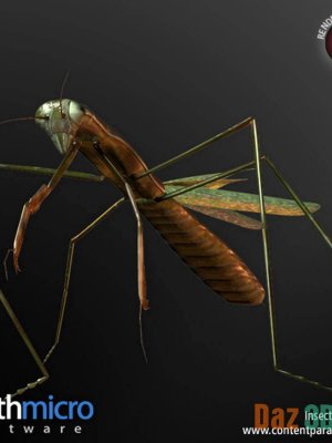 Mantis-螳螂