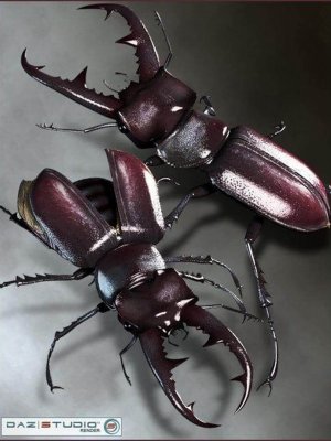 Stag Beetle-鹿角甲虫