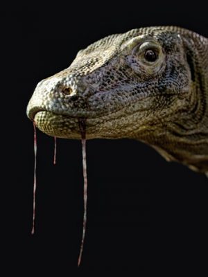 Komodo Dragon by AM-科莫多巨蜥