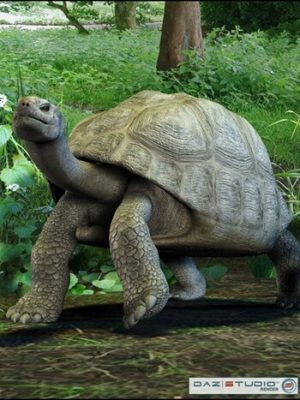 Galapagos Tortoise-加拉帕戈斯象龟