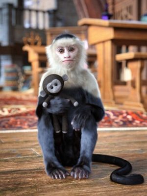Chocos the Monkey for Genesis 9-《创世纪》第九章中的猴子。
