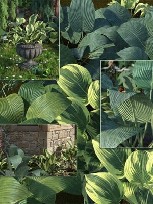 Hostas – Low Res Foliage Plants-低水稻叶片植物