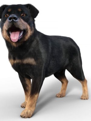 Rottweiler for Dog Nubis-用于狗坚果的罗特韦勒