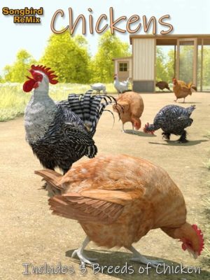 Songbird ReMix Chickens-歌鸟混搭鸡