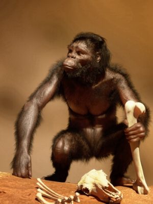 Australopithecus for Genesis 9-南方古猿创世纪9