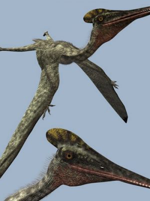 PterodactylusDR-翼状胬肉