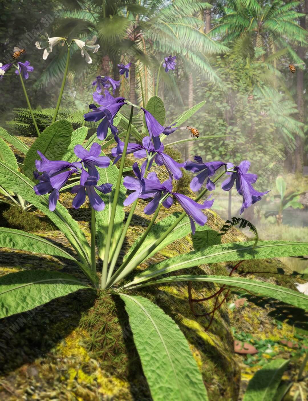 Cape Primrose – Tropical Streptocarpus Plants for Daz Studio-樱草花角热带链霉菌属植物为工作室
