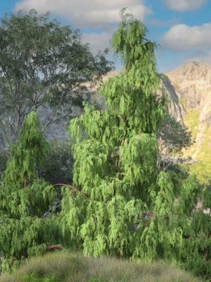 Kashmir Cypress Trees for Daz Studio-克什米尔柏树为工作室